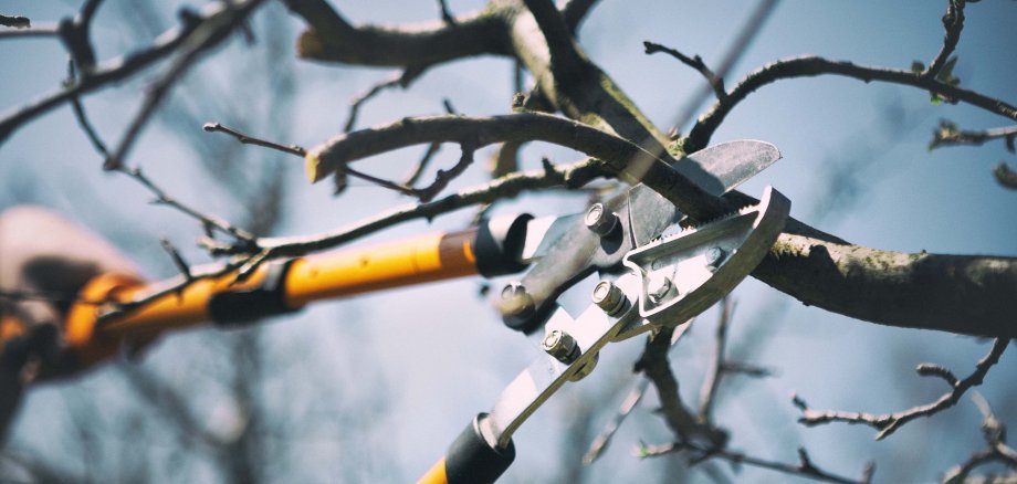 Schnittkurse auf Streuobstwiesen im März und April 