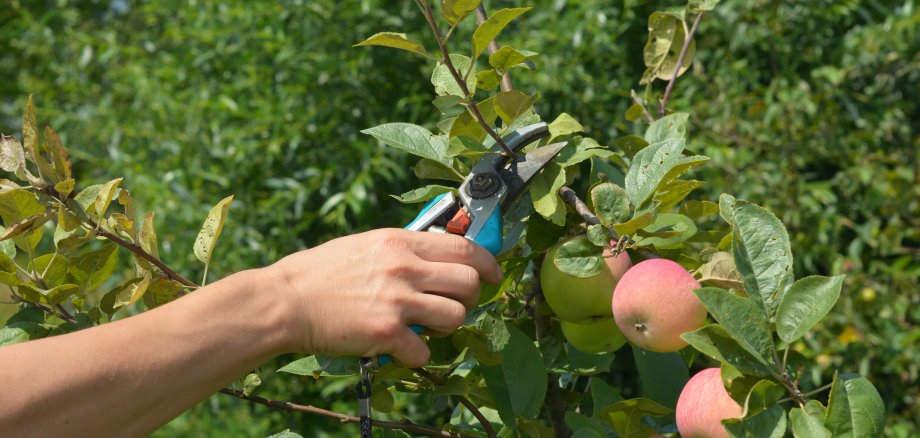 Integrierte Umweltberatung MYK bietet Sommerschnittkurse für Streuobstbäume an 