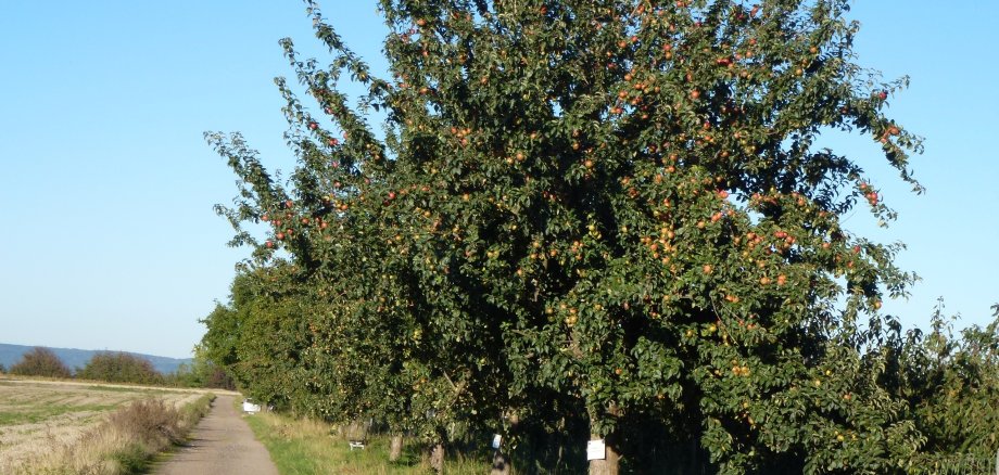 Bassenheimer Streuobstbäume ersteigern