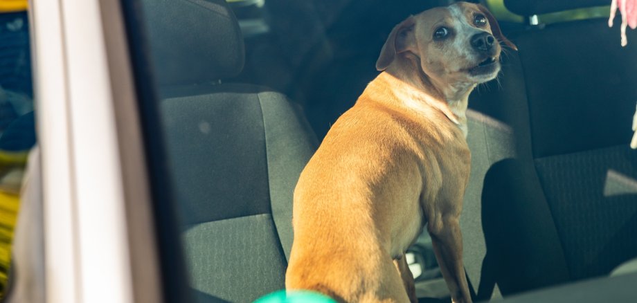 Hund im Auto eingesperrt